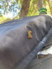 Centruroides exilicauda