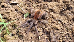 Pterinopelma sazimai