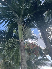 Ptychosperma elegans