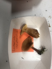 Lactarius camphoratus