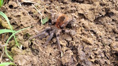 Pterinopelma sazimai