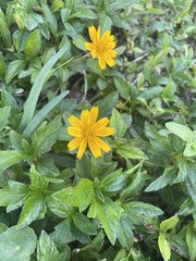 Sphagneticola trilobata