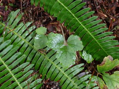 Tiarella trifoliata trifoliata