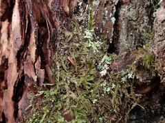 Hypnum circinale
