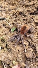 Pterinopelma sazimai