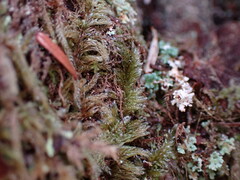 Hypnum circinale