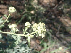 Parthenium incanum