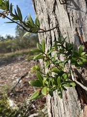 Pieris phillyreifolia