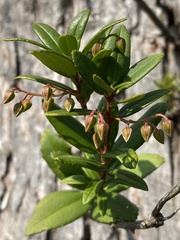Pieris phillyreifolia
