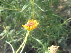 Sidneya tenuifolia