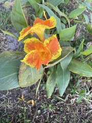 Canna × generalis