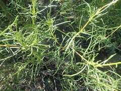Sidneya tenuifolia