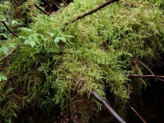 Rhytidiadelphus loreus