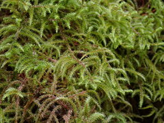 Rhytidiadelphus loreus