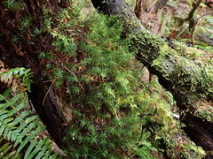Polytrichastrum alpinum