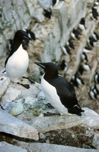 Thick-billed Murre