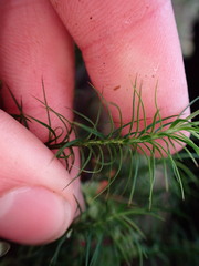 Polytrichastrum alpinum