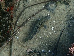 Hypsoblennius gentilis