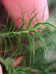 Polytrichastrum alpinum