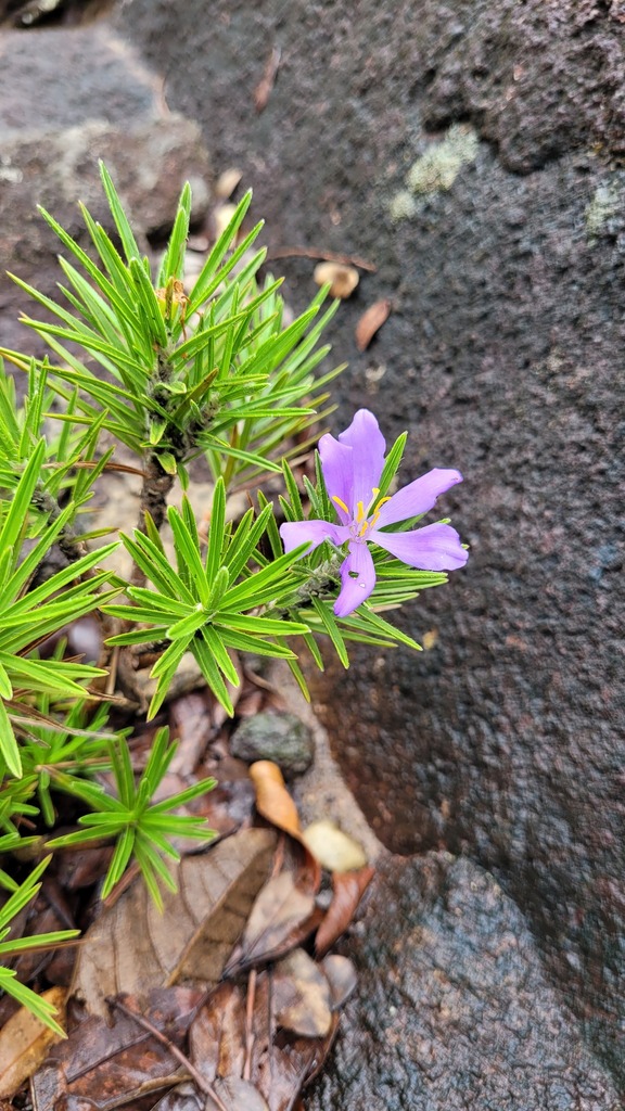 Vellozia abietina