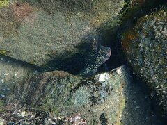 Hypsoblennius gentilis