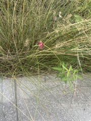 Macroptilium lathyroides