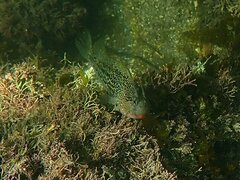Hypsoblennius gentilis