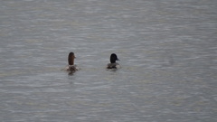 Aythya affinis