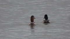 Aythya affinis
