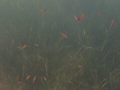 Chromis punctipinnis
