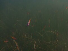 Chromis punctipinnis