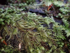 Hypnum circinale