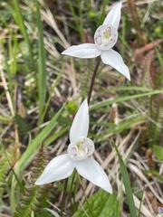 Codonorchis lessonii