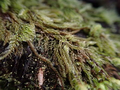 Hypnum circinale