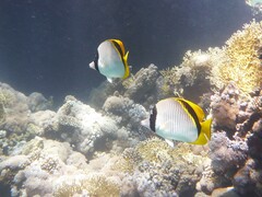 Chaetodon lineolatus