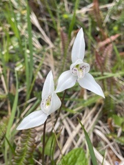 Codonorchis lessonii