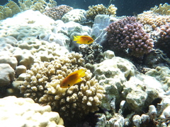 Pomacentrus sulfureus