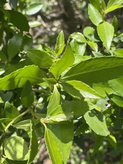 Maytenus magellanica