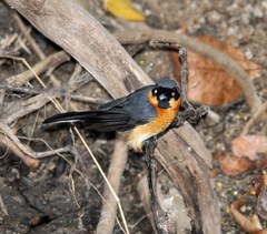 Symposiachrus trivirgatus