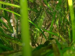 Heterostichus rostratus