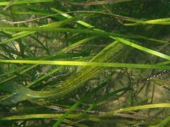 Heterostichus rostratus