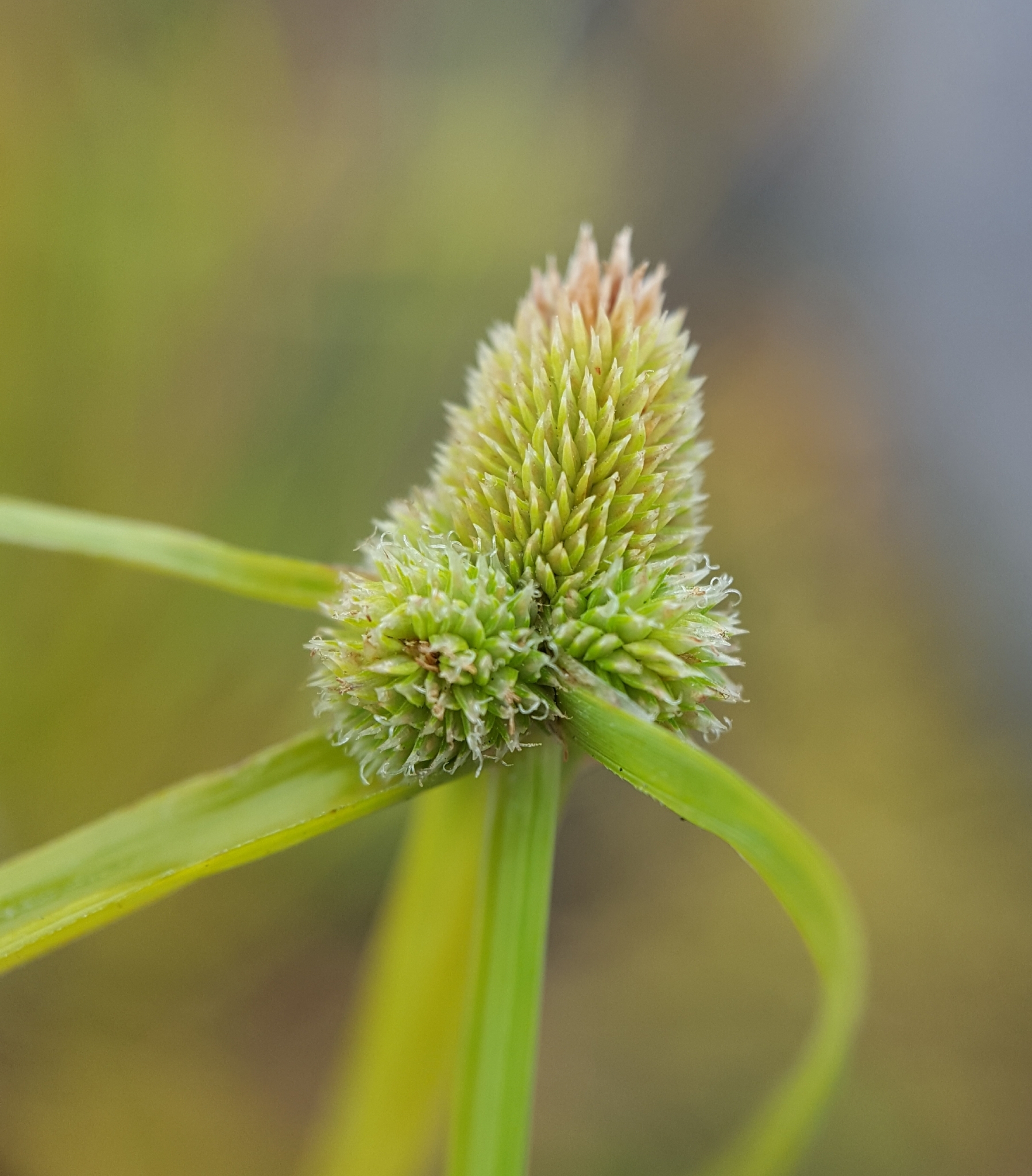(c) François Rousseu, certains droits réservés (CC BY-NC) https://www.inaturalist.org/observations/143370859