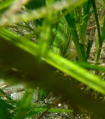 Heterostichus rostratus