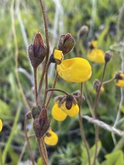 Calceolaria biflora