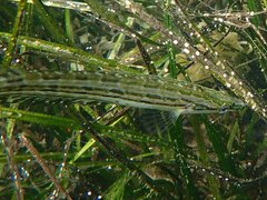 Heterostichus rostratus