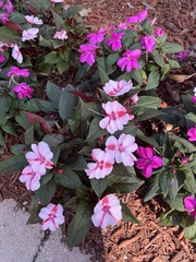 Impatiens