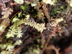 Douinia ovata