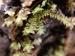 Douinia ovata