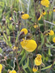 Calceolaria biflora