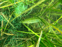 Heterostichus rostratus